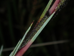 Dasypogon