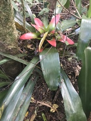 Nidularium innocentii