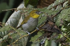 Chlorospingus flavigularis