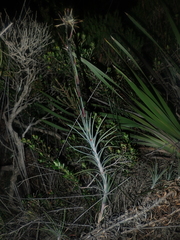 Dasypogon
