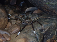 Dolomedes yawatai