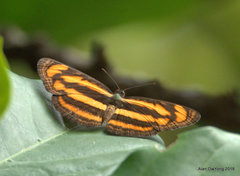 Pantoporia paraka