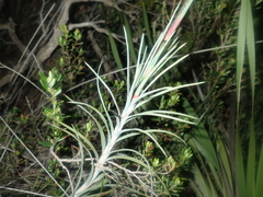 Dasypogon