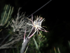 Dasypogon