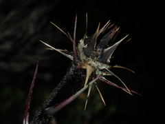 Dasypogon