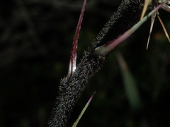 Dasypogon