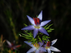 Calectasia