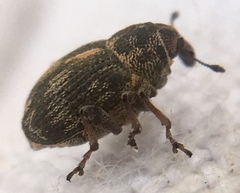 Rhinoncus perpendicularis