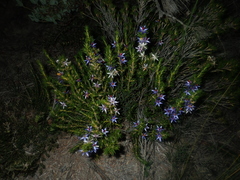 Calectasia