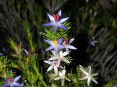 Calectasia