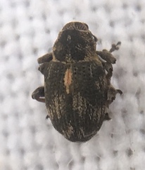 Rhinoncus perpendicularis