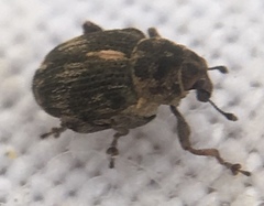 Rhinoncus perpendicularis