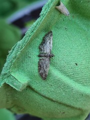 Eupithecia inturbata