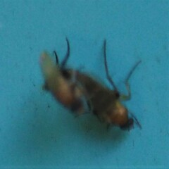 Metopininae