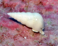 Peasistilifer nitidula