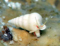 Peasistilifer nitidula