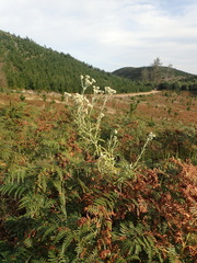 Pseudognaphalium oligandrum