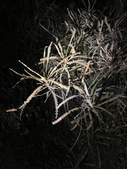 Banksia candolleana