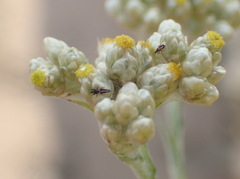 Pseudognaphalium oligandrum