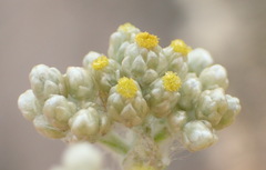 Pseudognaphalium oligandrum