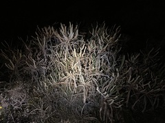 Banksia candolleana