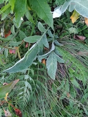 Psephellus sibiricus