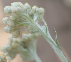 Pseudognaphalium oligandrum