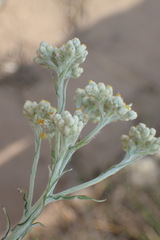 Pseudognaphalium oligandrum