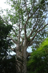 Parkia timoriana