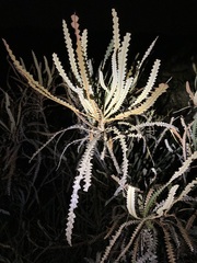 Banksia candolleana
