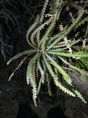 Banksia candolleana