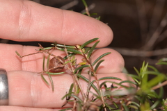 Hypocalymma robustum