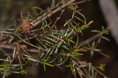Hypocalymma robustum