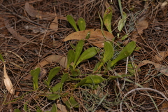 Scaevola repens