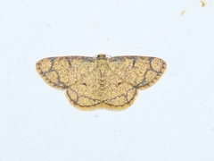 Stegania cararia