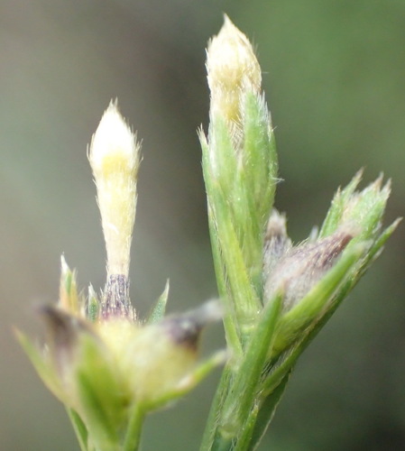 Image of Gnidia laxa by (c) Nicola van Berkel, some rights reserved (CC BY-SA)