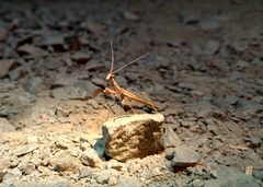 Litaneutria pacifica