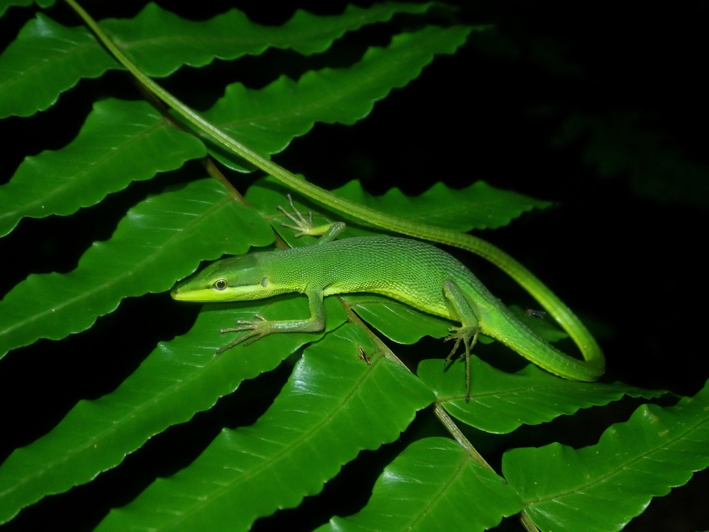 Sakishima Grass Lizard (Takydromus dorsalis)
