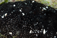 Peasistilifer nitidula