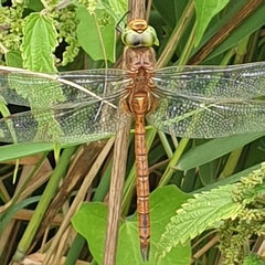 Aeshna isoceles