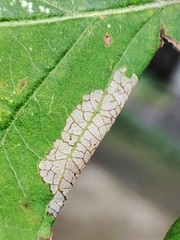 Callisto denticulella