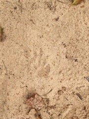 Ichneumia albicauda grandis