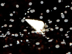 Peasistilifer nitidula