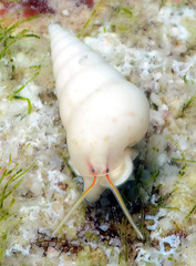 Peasistilifer nitidula