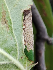 Callisto denticulella