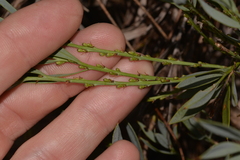 Daviesia nudiflora