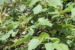 Vitis amurensis