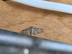 Eupithecia inturbata