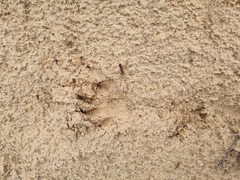 Ichneumia albicauda grandis