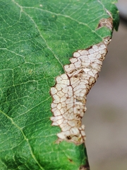 Callisto denticulella